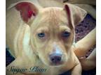 Adopt Sugar Plum a Pit Bull Terrier, Hound