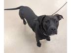 Adopt Coco3 a Labrador Retriever, American Staffordshire Terrier