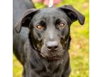 Adopt Sue a Labrador Retriever, Terrier