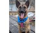 Adopt Wreck Marauder a Shepherd, Australian Cattle Dog / Blue Heeler