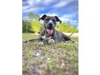 Adopt Polly Pocket a Plott Hound