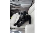 Adopt 23 & Me littermates a Labrador Retriever, Flat-Coated Retriever