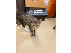 Adopt Grace a Domestic Short Hair