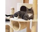 Adopt Claudia a Domestic Short Hair