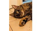 Adopt Astrophe a Domestic Short Hair