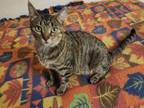 Adopt Tweety a Domestic Short Hair