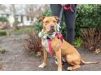 Adopt Crimson a American Staffordshire Terrier