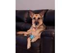 Adopt Winona 2934 a German Shepherd Dog