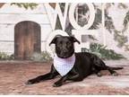 Adopt Princess a Pit Bull Terrier, Australian Cattle Dog / Blue Heeler