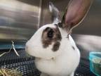 Adopt Lily a Bunny Rabbit