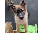 Adopt Z Litter - Zephyr a Belgian Shepherd / Malinois, Husky