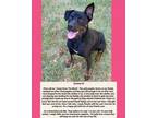 Adopt Jenny a Rottweiler