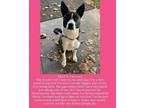 Adopt Lucy a Akita