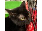 Adopt Schwartz a Domestic Short Hair