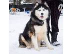 Adopt Blue a Alaskan Malamute, Husky