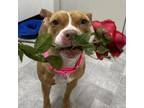 Adopt Cranberry a Pit Bull Terrier