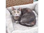 Adopt Darling "Baby Girl" a Domestic Short Hair