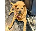 Adopt Ruby a Australian Cattle Dog / Blue Heeler, Chow Chow