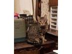 Adopt Brittany a Domestic Short Hair, Tabby