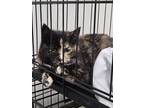 Adopt Cinnamon a Domestic Short Hair