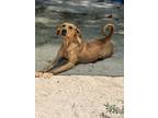 Adopt Candy a Rhodesian Ridgeback, Redbone Coonhound