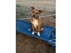 Adopt RiRi a German Shepherd Dog, Cattle Dog