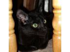 Adopt Cyprus a Domestic Short Hair