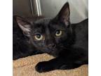 Adopt Dysus a Domestic Short Hair