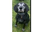 Adopt Pepper a Labrador Retriever, Hound