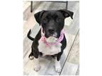 Adopt Patty a Pit Bull Terrier