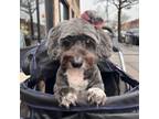 Adopt Tinker a Maltipoo