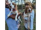 Adopt Flint and Layla a Beagle