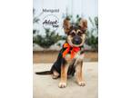 Adopt Marigold a German Shepherd Dog, Mixed Breed