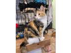 Adopt Sarah a Domestic Short Hair