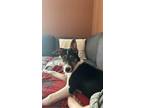Adopt Chili a American Staffordshire Terrier, Border Collie