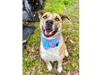 Adopt Oakley a Akita, Mountain Cur