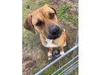 Adopt Sadie a Black Mouth Cur