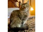 Adopt Missy a Maine Coon, Tabby