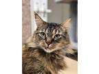 Adopt Lydia a Maine Coon