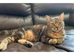 Adopt Sharon a Domestic Short Hair