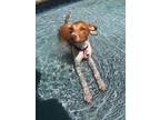 Adopt Jenny a Jack Russell Terrier, Blue Lacy