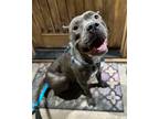 Adopt Love a American Bully, American Staffordshire Terrier