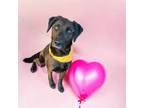 Adopt Nora A-347 a Labrador Retriever