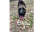 Adopt Briar a German Shepherd Dog, Belgian Shepherd / Malinois