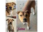 Adopt Luisa a Shepherd