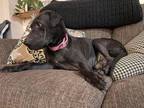 Adopt Lily a Shar-Pei, Black Labrador Retriever