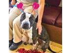 Adopt Katla a Pit Bull Terrier