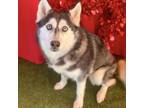 Adopt Riah a Siberian Husky