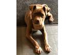 Adopt Maple a American Staffordshire Terrier