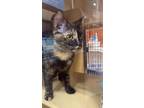 Adopt Cha Cha a Calico